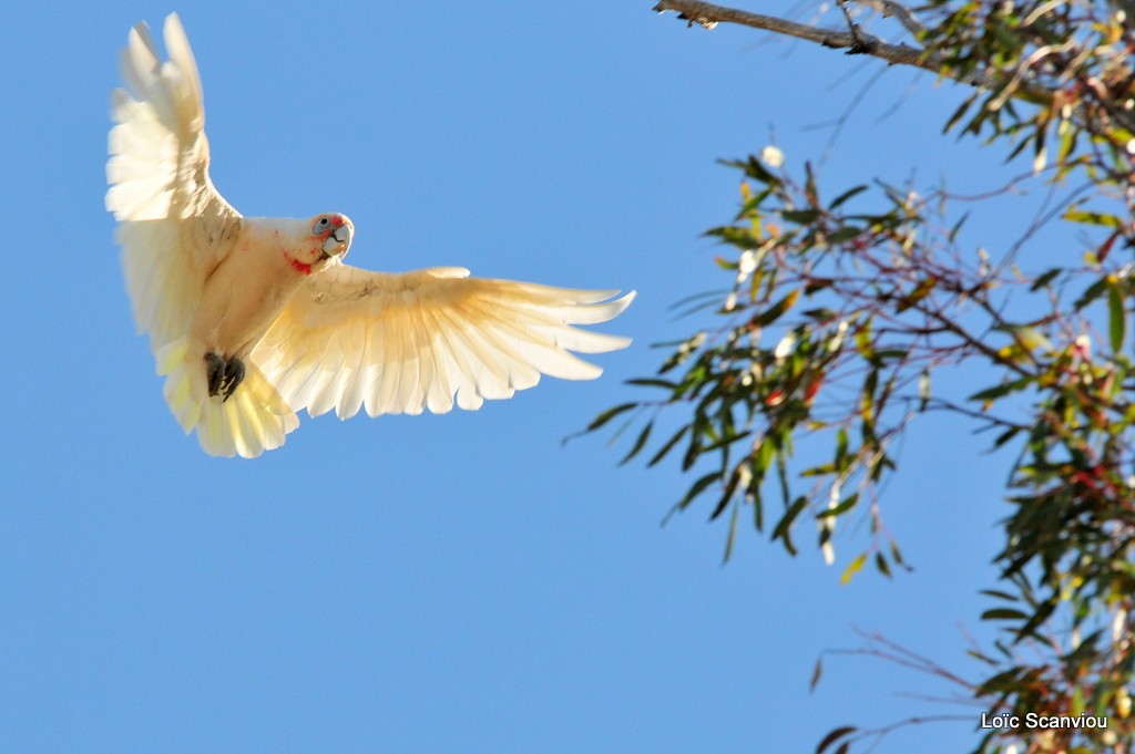 Cacatoès nasique/Long-billed Corella