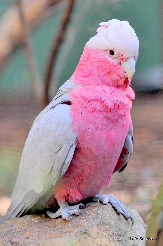 Cacatoès rosalbin/Galah