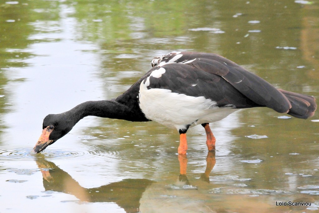 Canaroie semipalmée/Magpie Goose