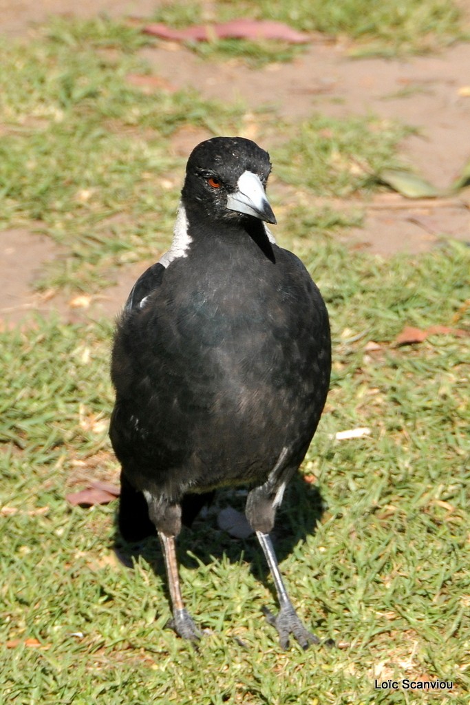 Cassican flûteur:Australian Magpie