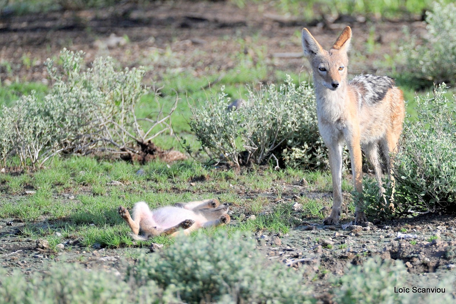 Chacal à chabraque/Black-backed Jackal (4)