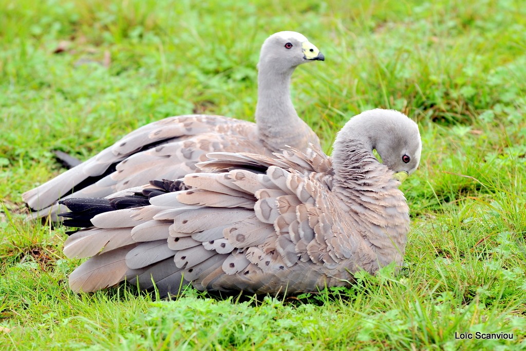 Cereopse cendré/Cape Barren Goose