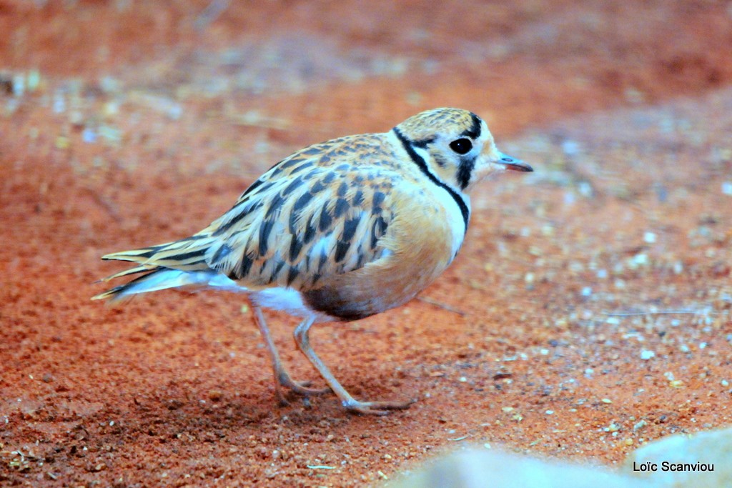 Chevalier guignard/Eurasian Dotterel