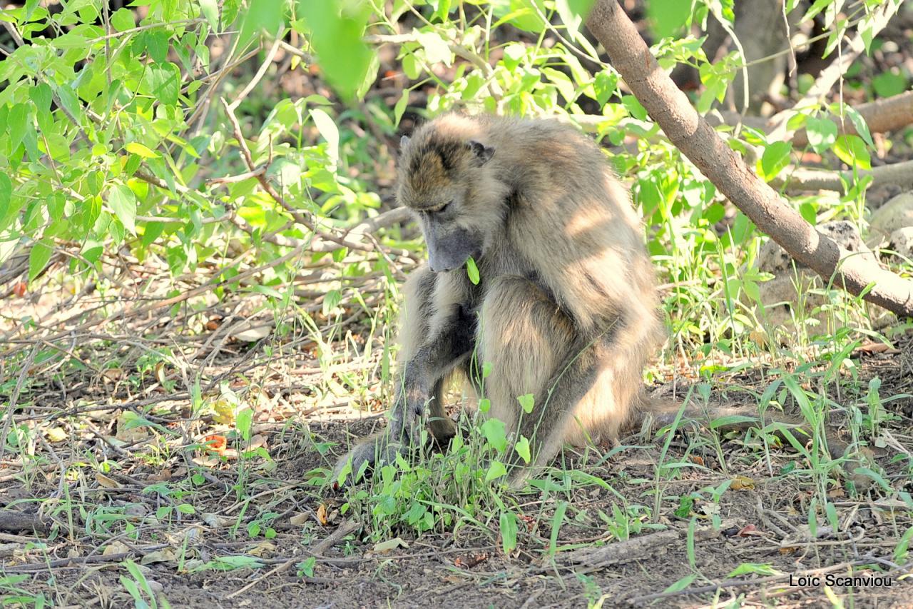 Chobe National Park (100)