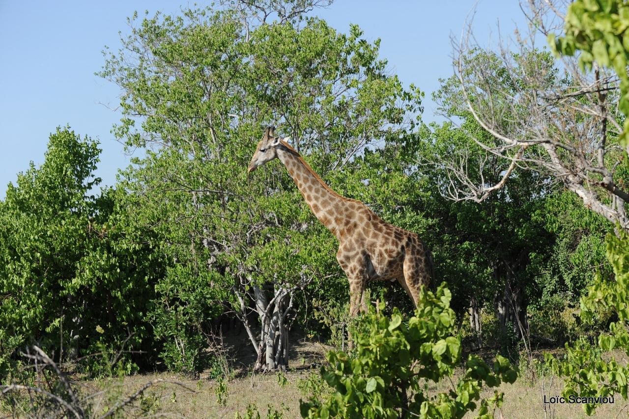 Girafe/Giraffe (3)