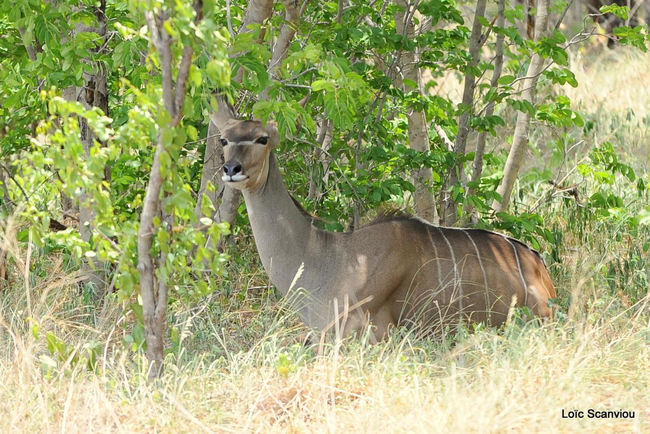 Koudou/Kudu (1)