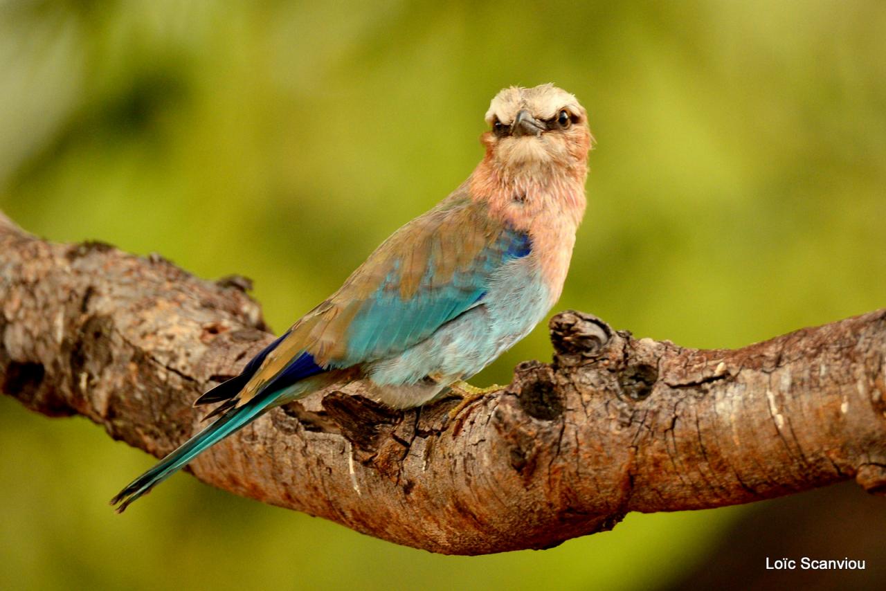 Rollier à longs brins/Lilac-breasted Roller (2)