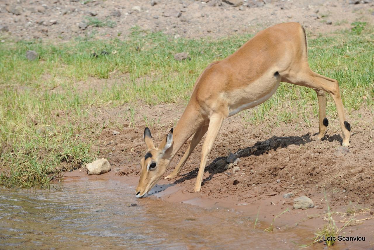 Impala (1)