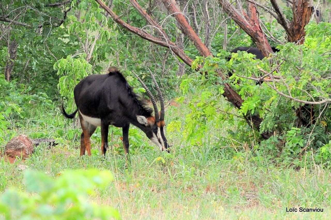 Hippotrague noir/Sable Antelope (2)