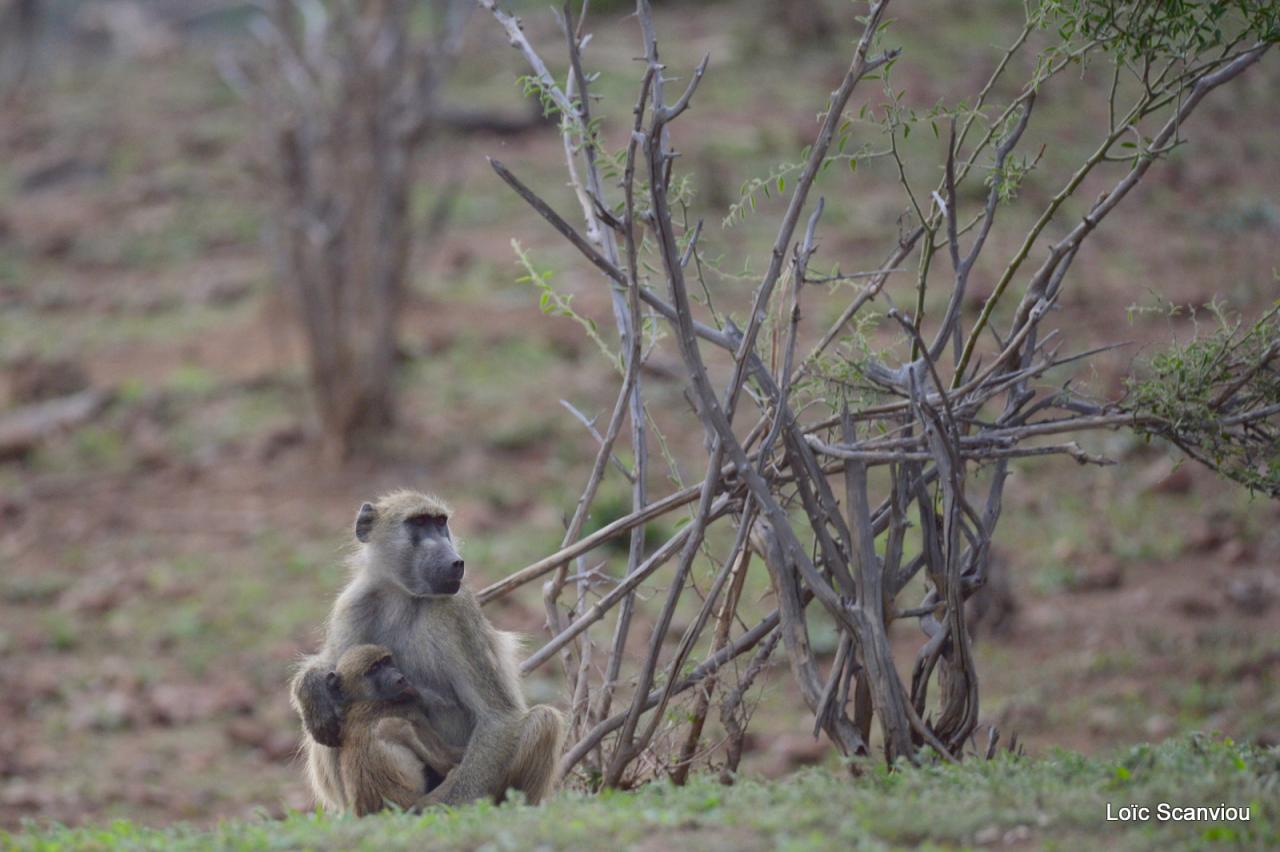 Babouin/Baboon 