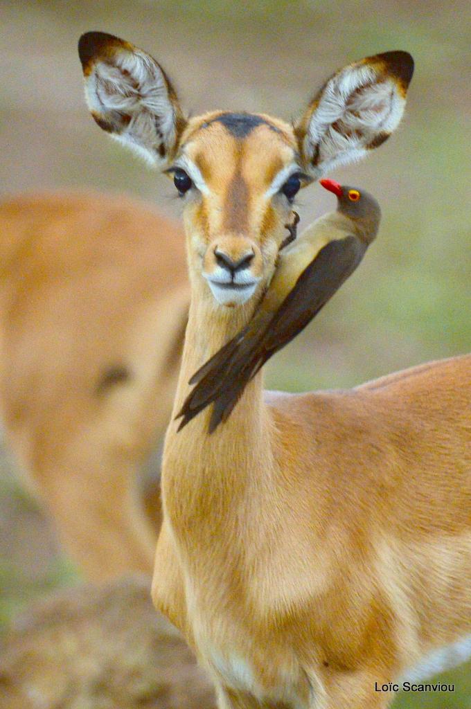 Impala et piqueboeuf (1)