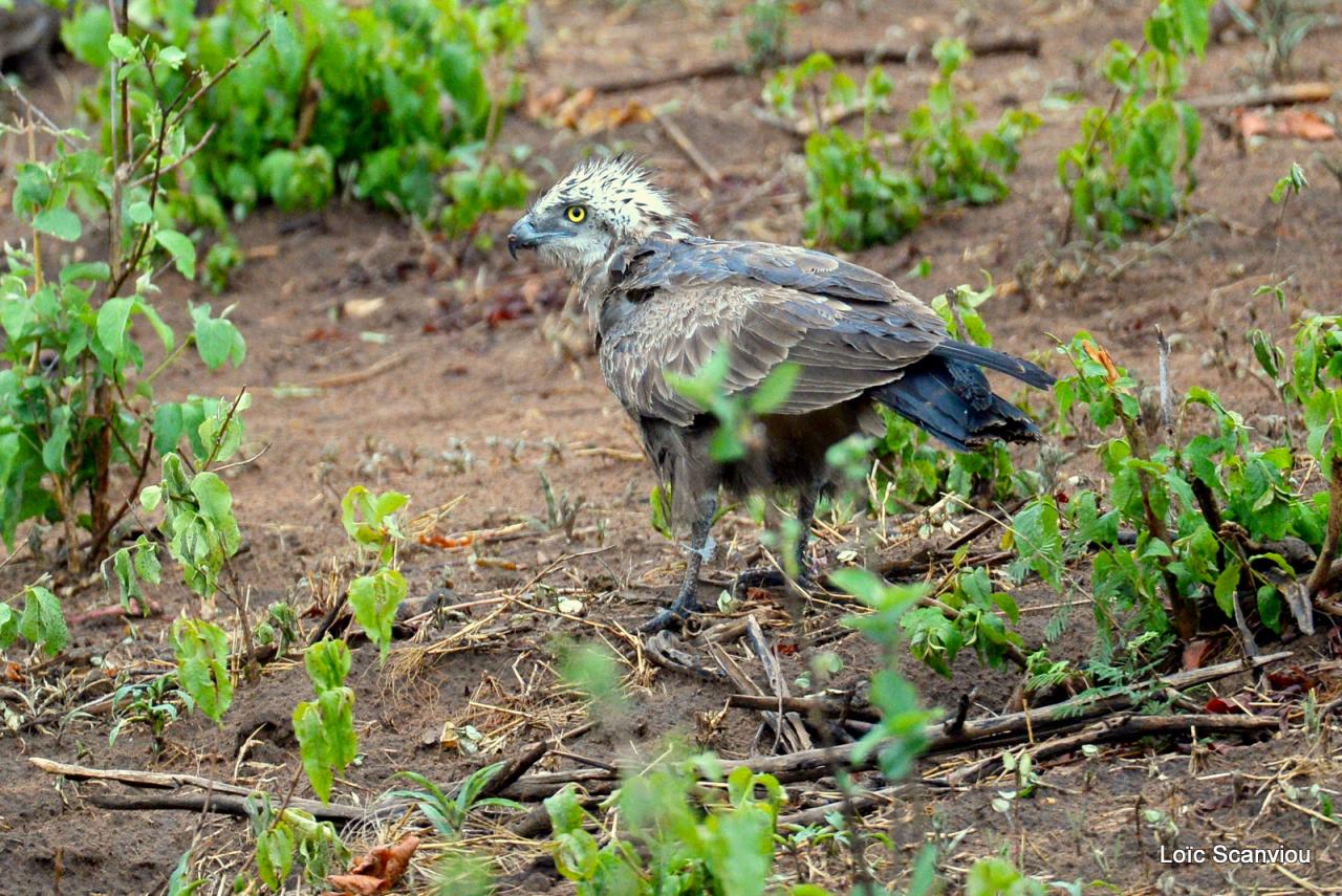 Chobe National Park (126)