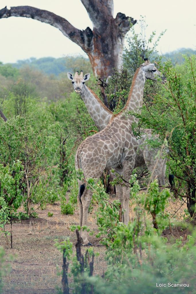 Girafe/Giraffe (4)