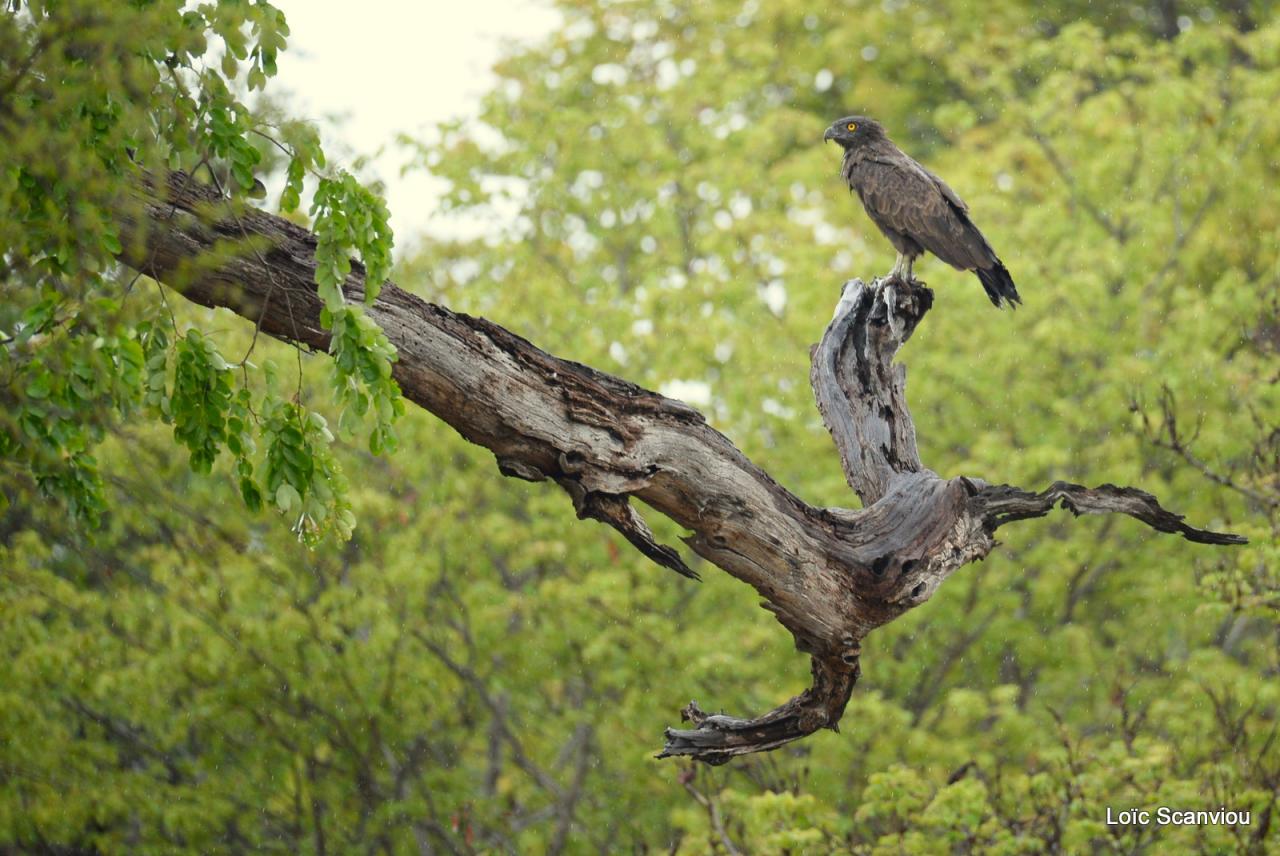 Aigle huppard/Long-crested Eagle (1)