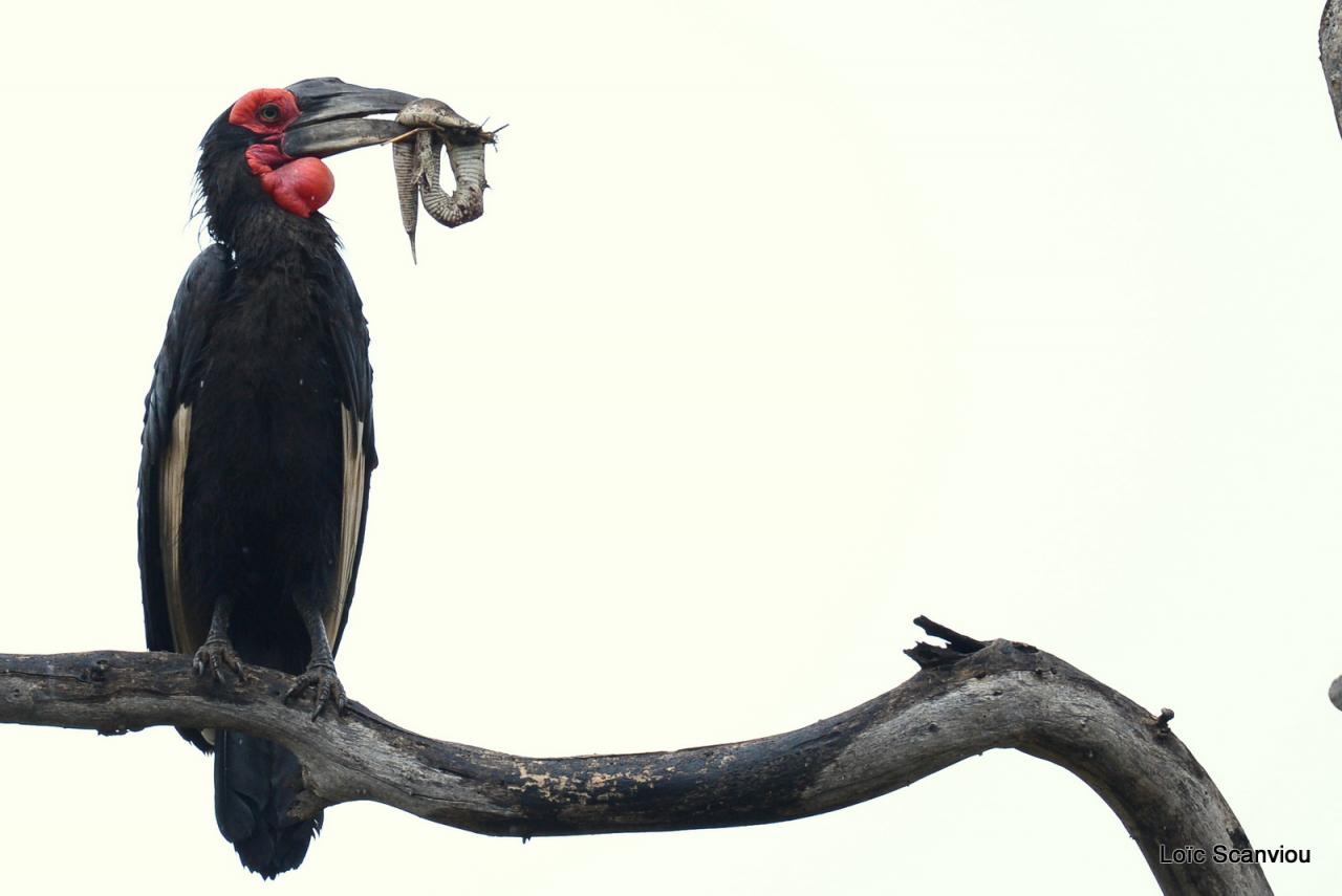 Bucorve/Ground Hornbill (1)