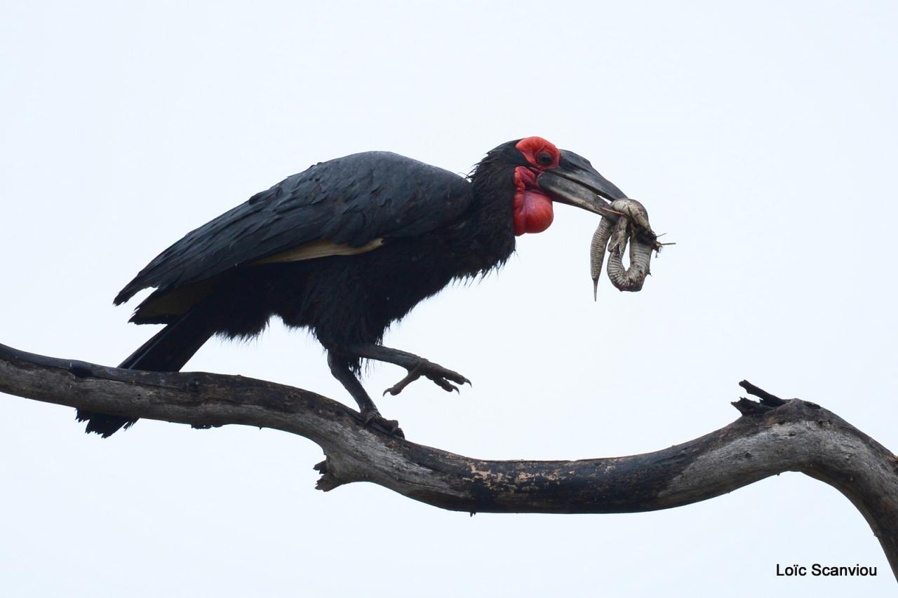 Bucorve/Ground Hornbill (2)