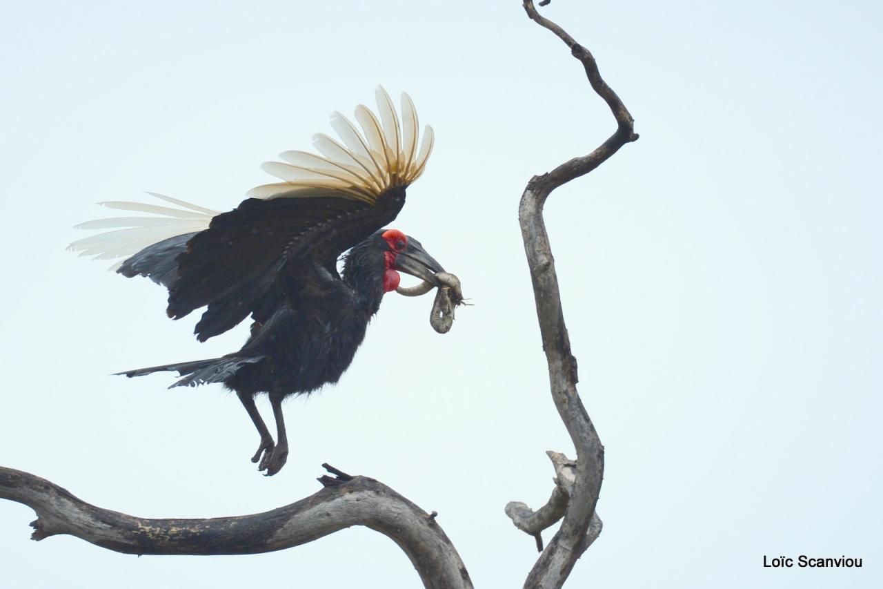 Bucorve/Ground Hornbill (3)