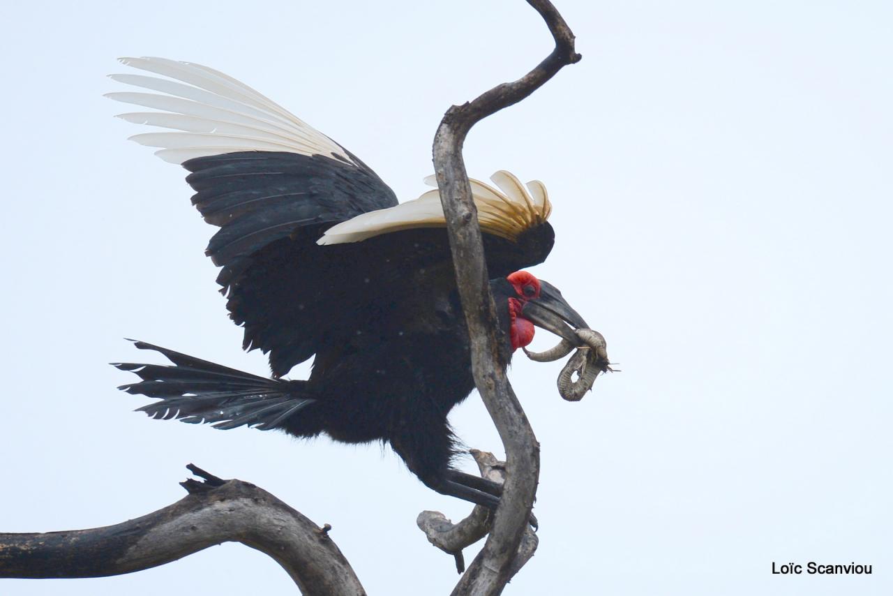 Bucorve/Ground Hornbill (4)