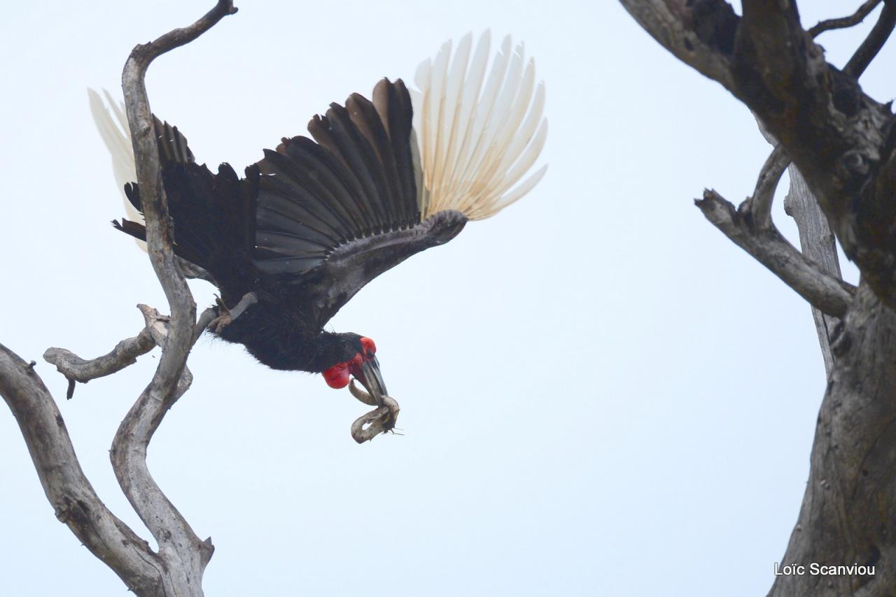 Bucorve/Ground Hornbill (5)