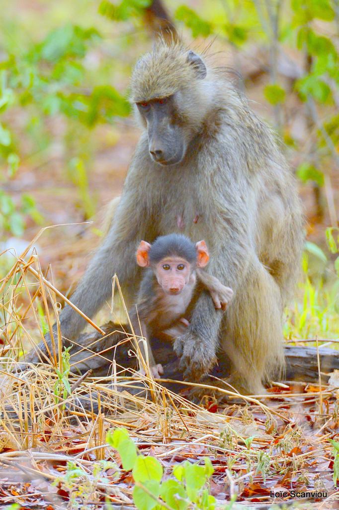 Babouin/Baboon (1)