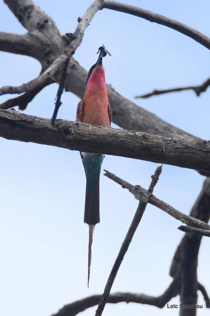 Guêpier carmin/Southern Carmine Bee-Eater (1)