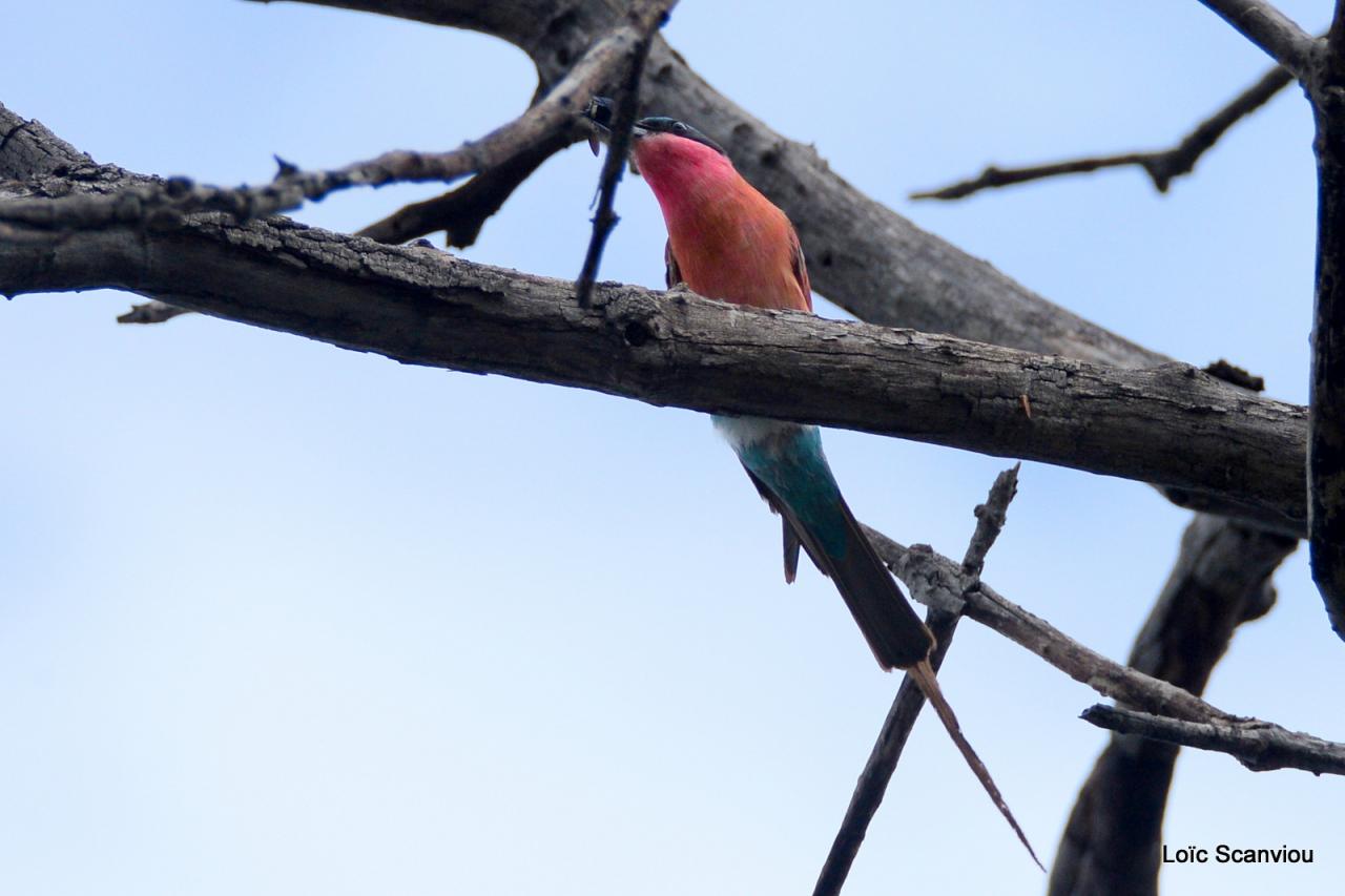 Guêpier carmin/Southern Carmine Bee-Eater (2)