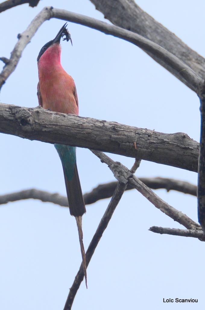 Guêpier carmin/Southern Carmine Bee-Eater (3)