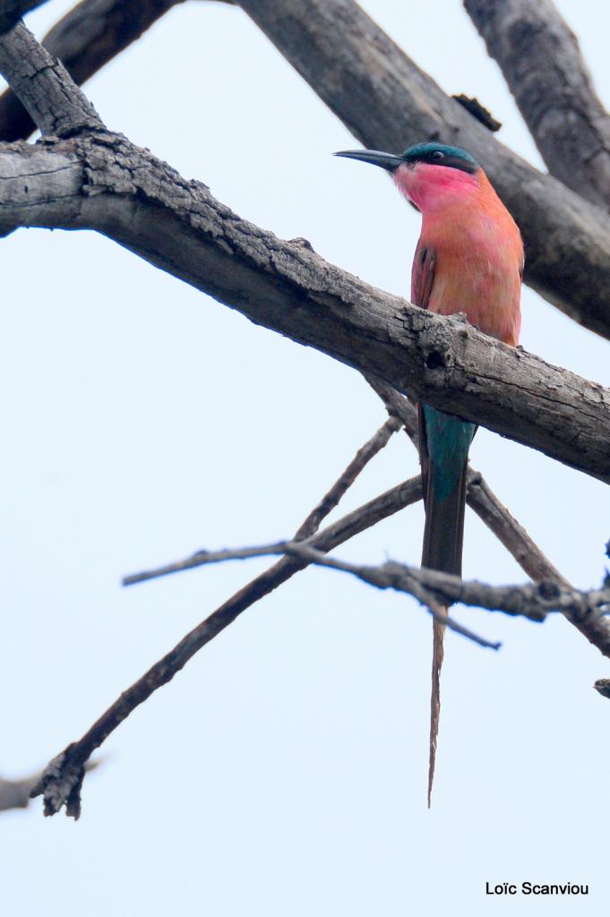 Guêpier carmin/Southern Carmine Bee-Eater (4)