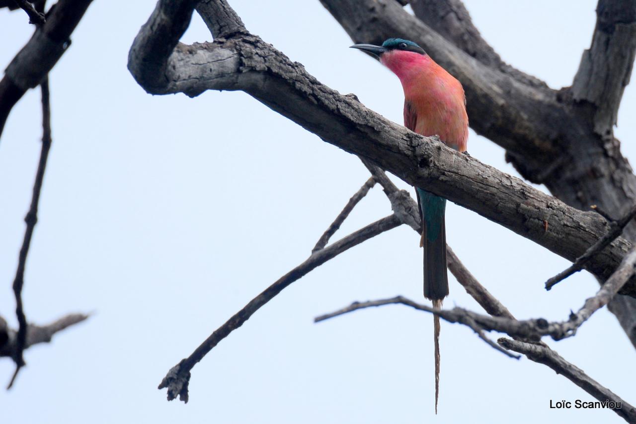 Guêpier carmin/Southern Carmine Bee-Eater