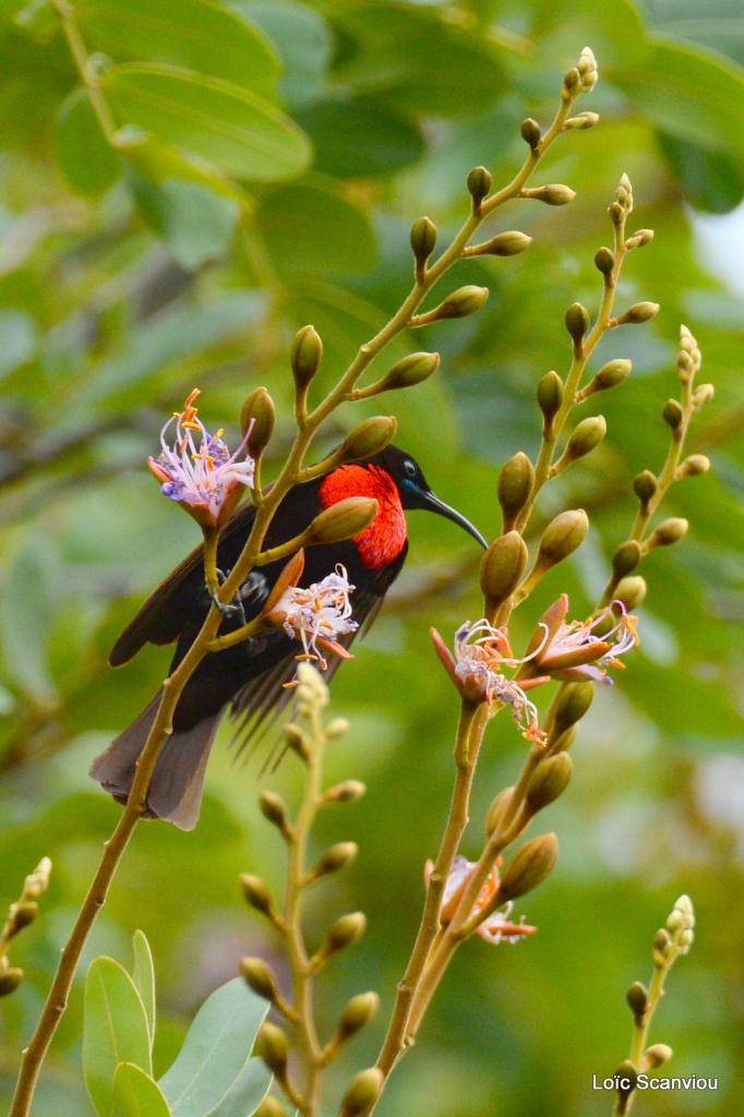 Souimanga à poitrine rouge/Scarlet-chested Sunbird (2)