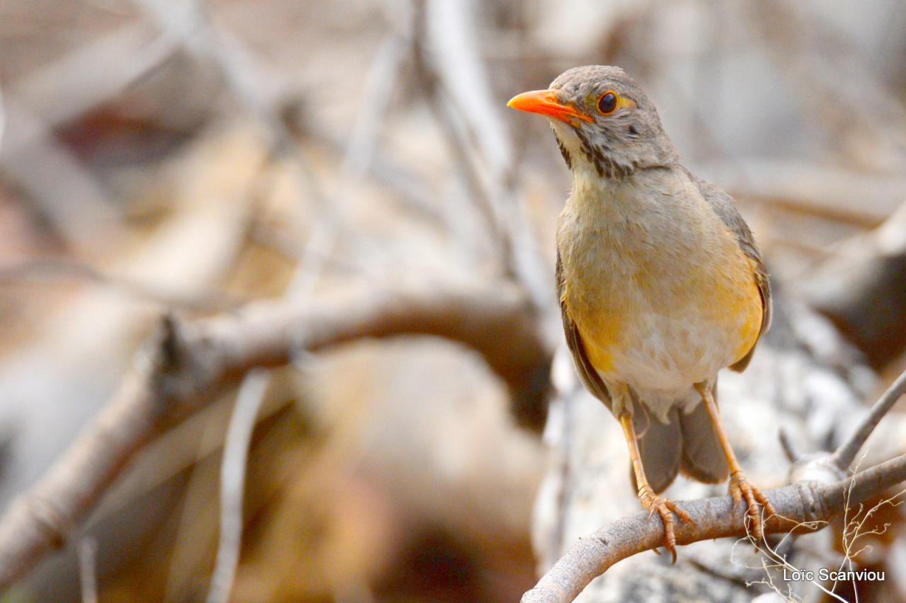 Chobe National Park (146)