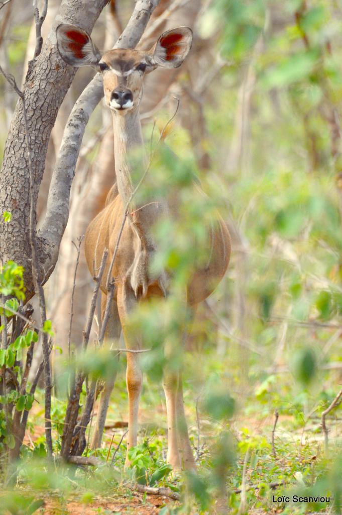 Koudou/Kudu (2)