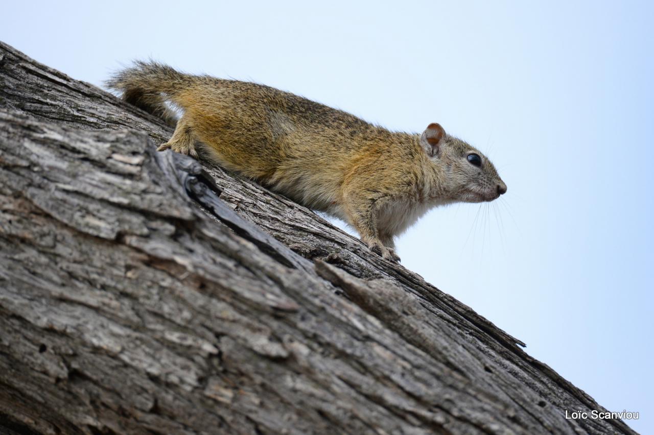 Chobe National Park (148)