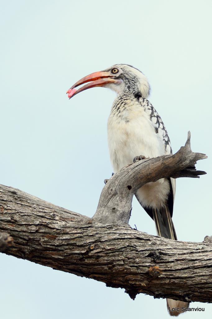 Calao à bec rouge/Red-billed Hornbill (1)