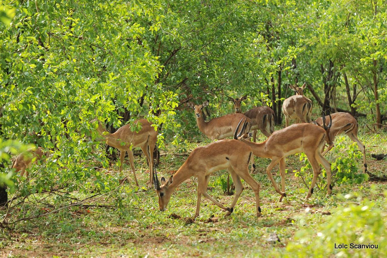 Impala (1)