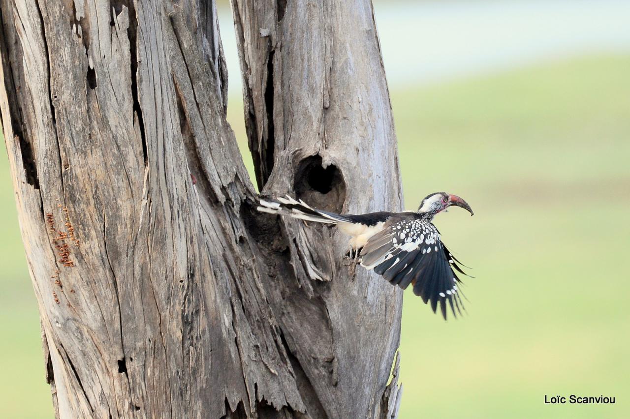 Calao à bec rouge/Red-billed Hornbill (2)