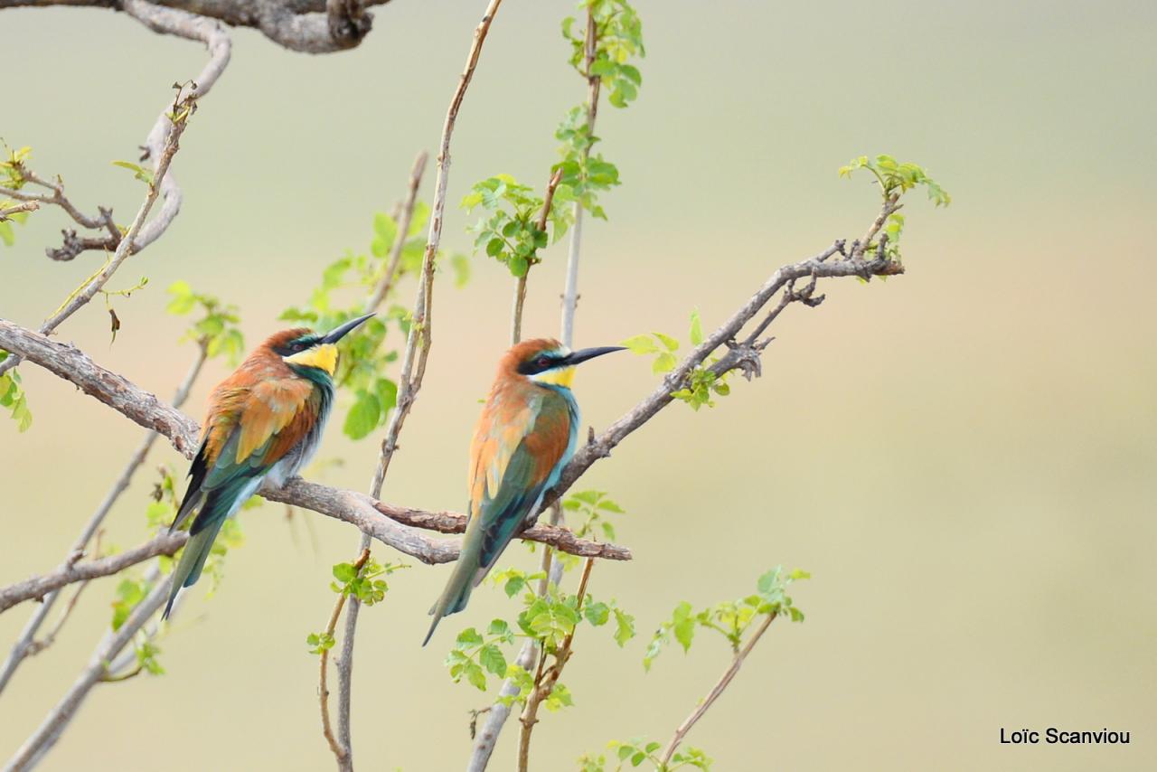 Guêpier d'Europe/European Bee-eater (1)