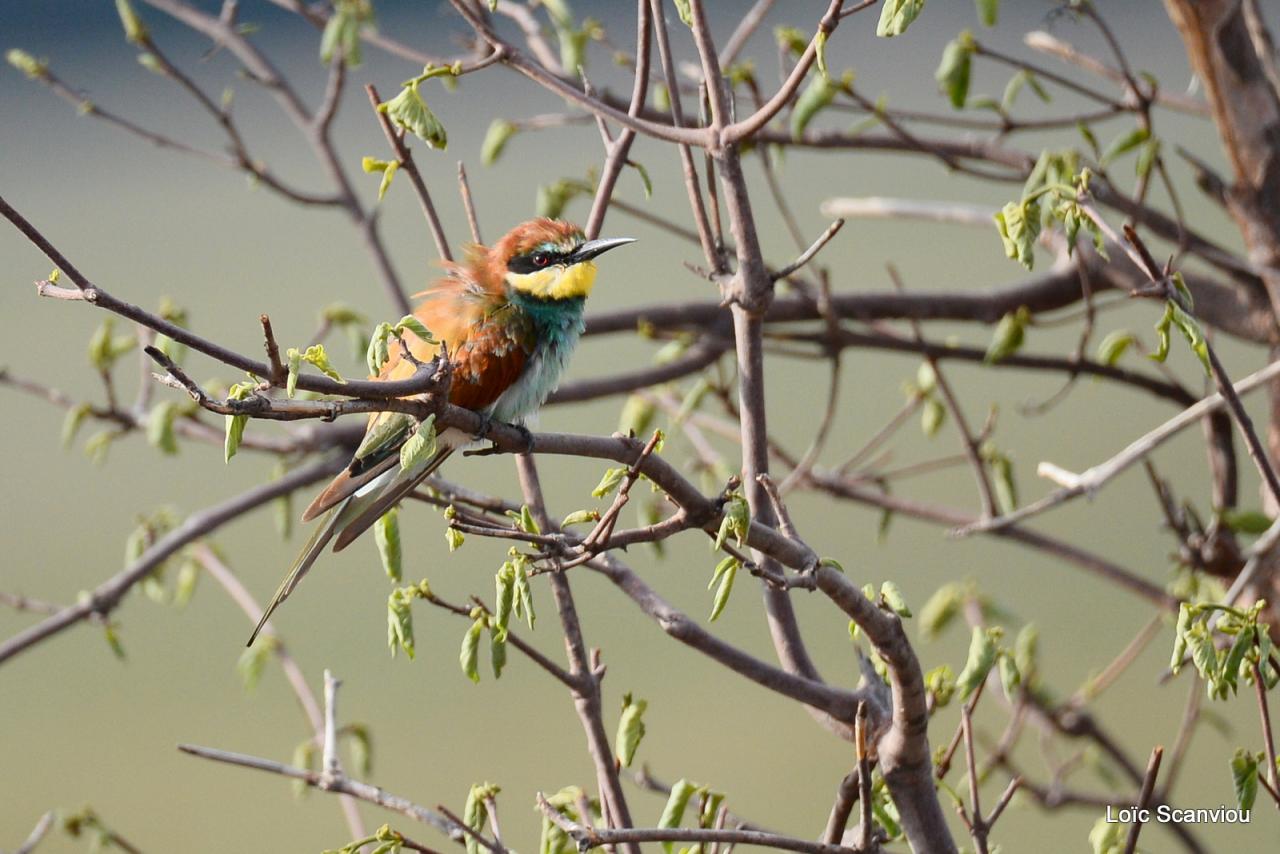 Guêpier d'Europe/European Bee-eater (2)