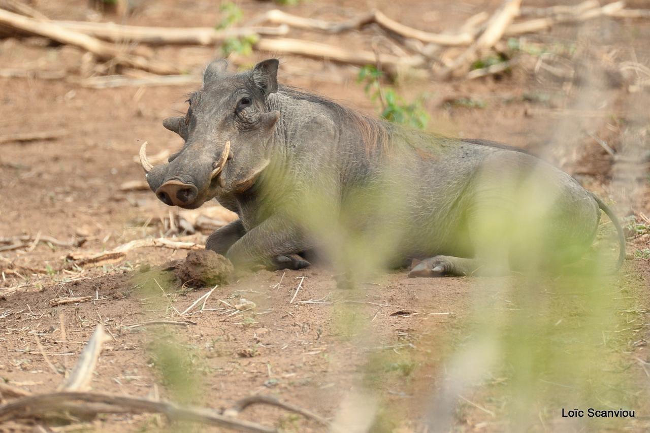 Phacochère/Warthog (1)