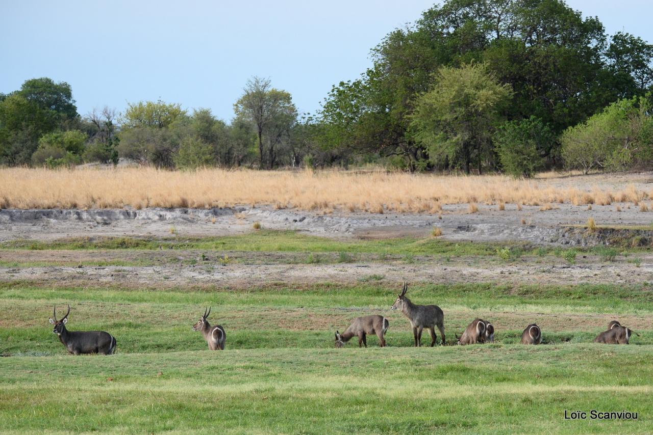 Cobe à croissant/Waterbuck (1)