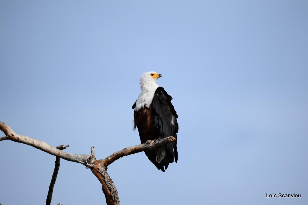 Aigle vocifère/African Fish Eagle (5)