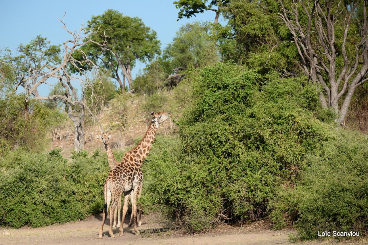 Girafe/Giraffe (5)