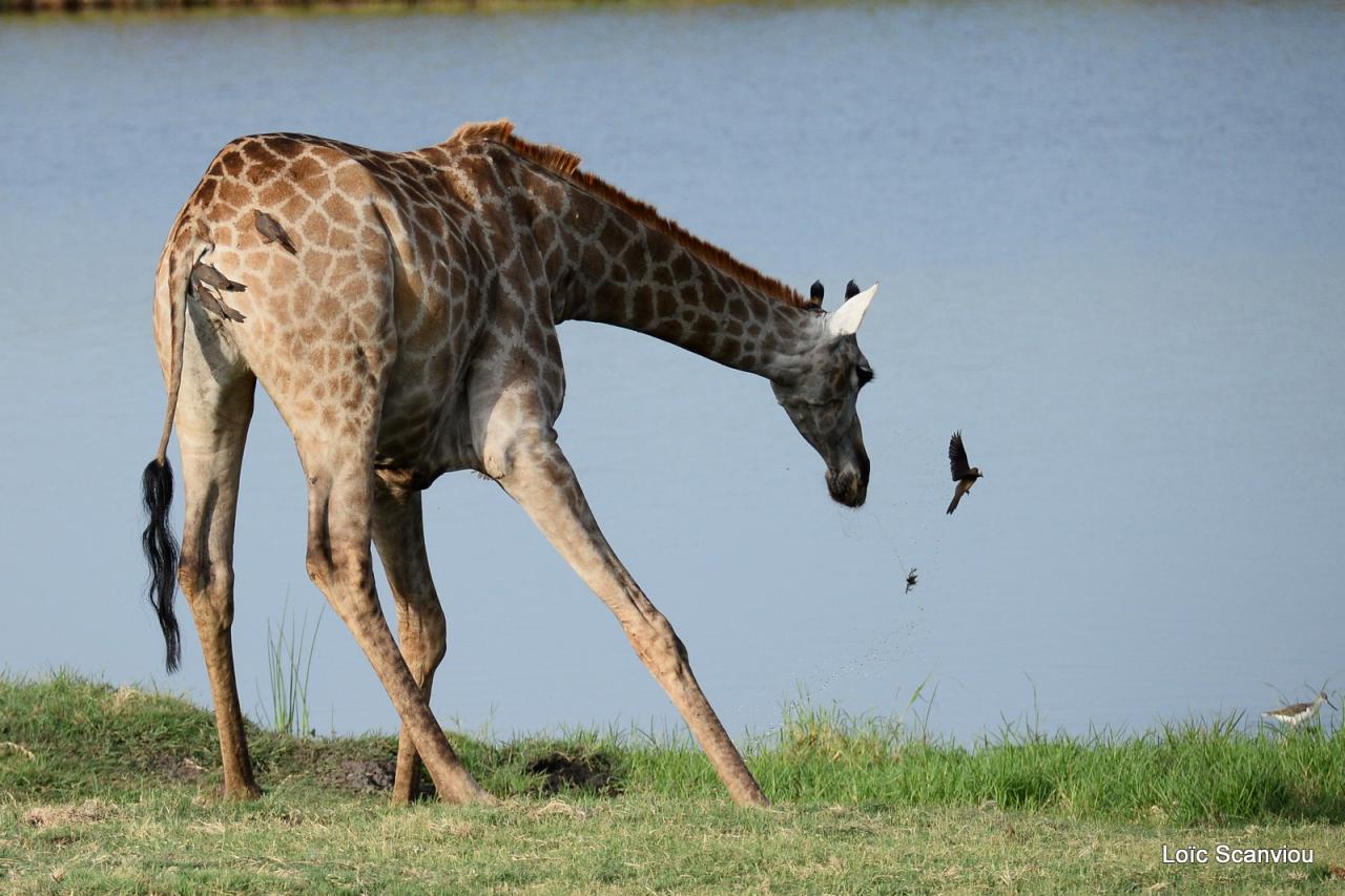 Girafe/Giraffe (9)