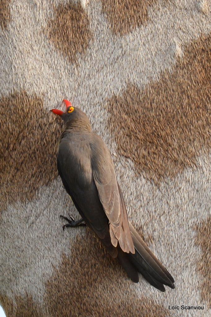 Piqueboeuf à bec rouge/Red-billed Oxpecker (1)