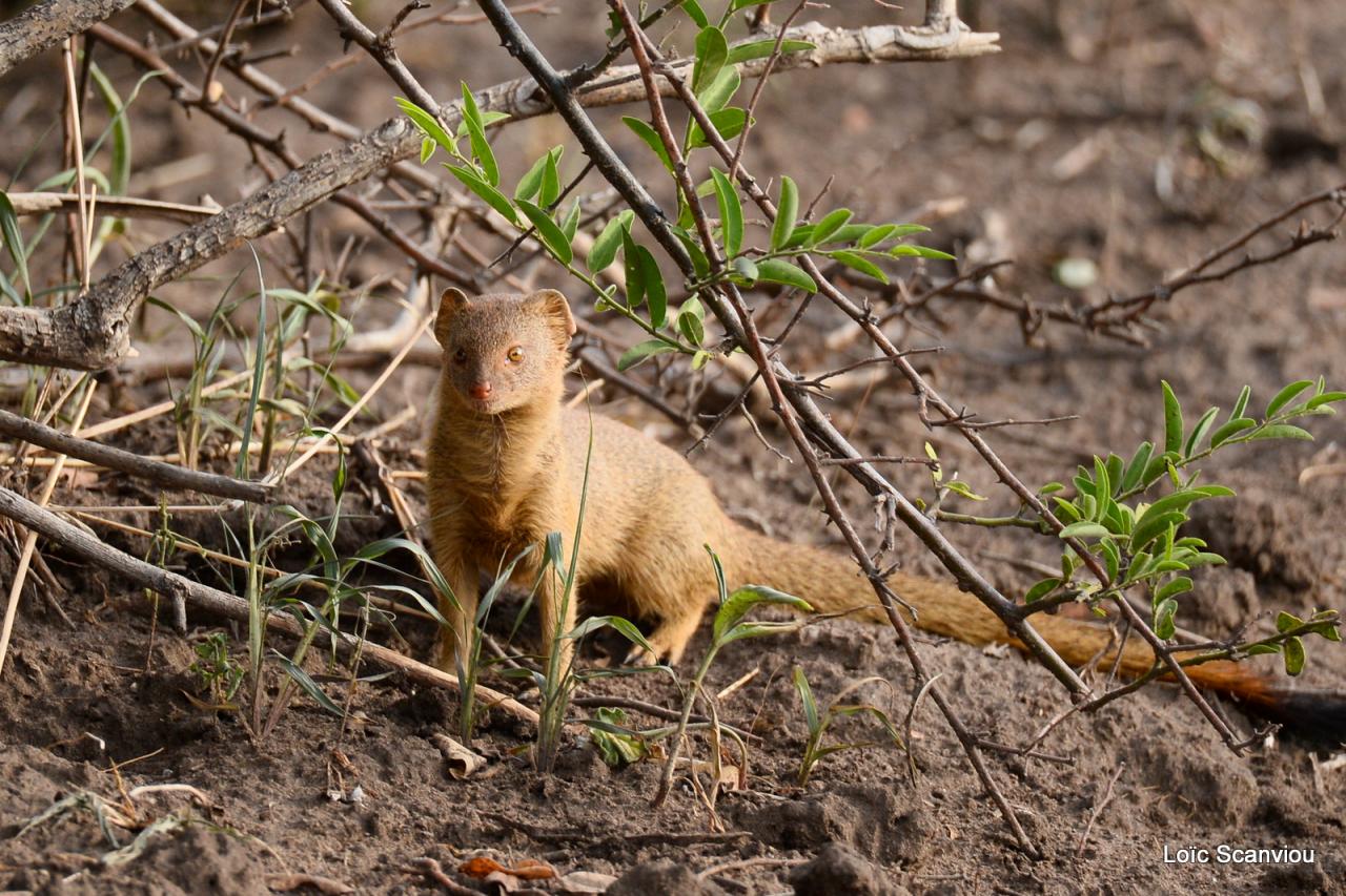 Mangouste dorée/Golden Mongoose (1)