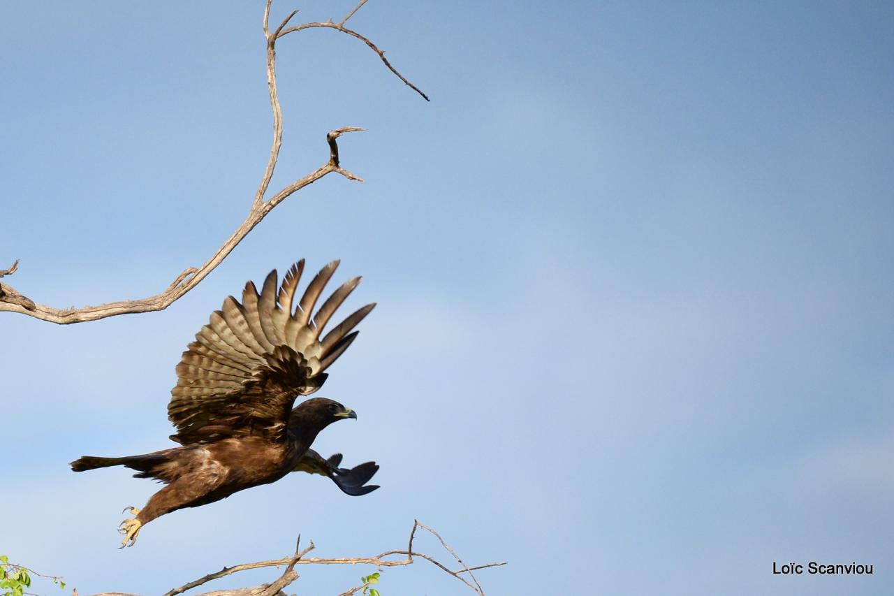 Chobe National Park (165)