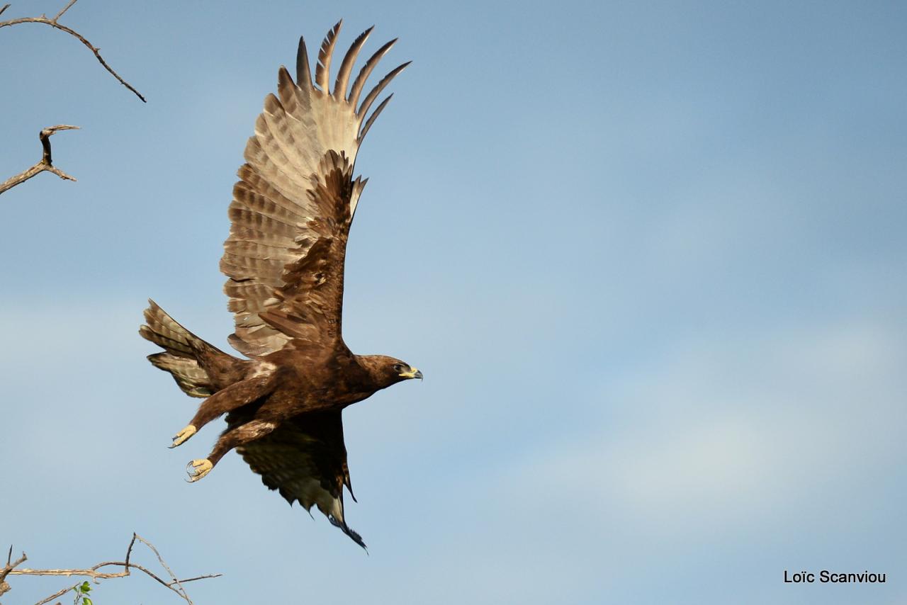 Chobe National Park (166)