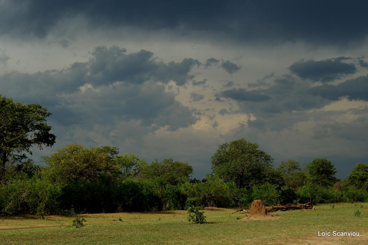 Chobe National Park (17)