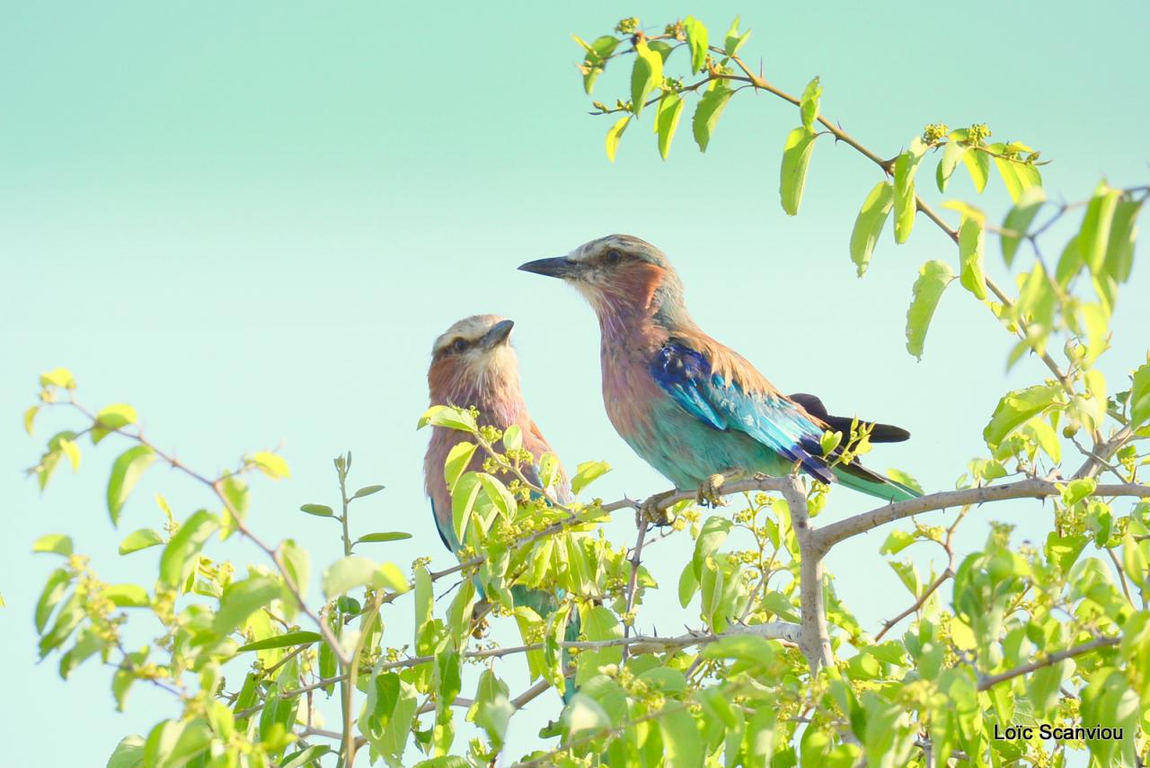 Rollier à longs brins/Lilac-breasted Roller (5)