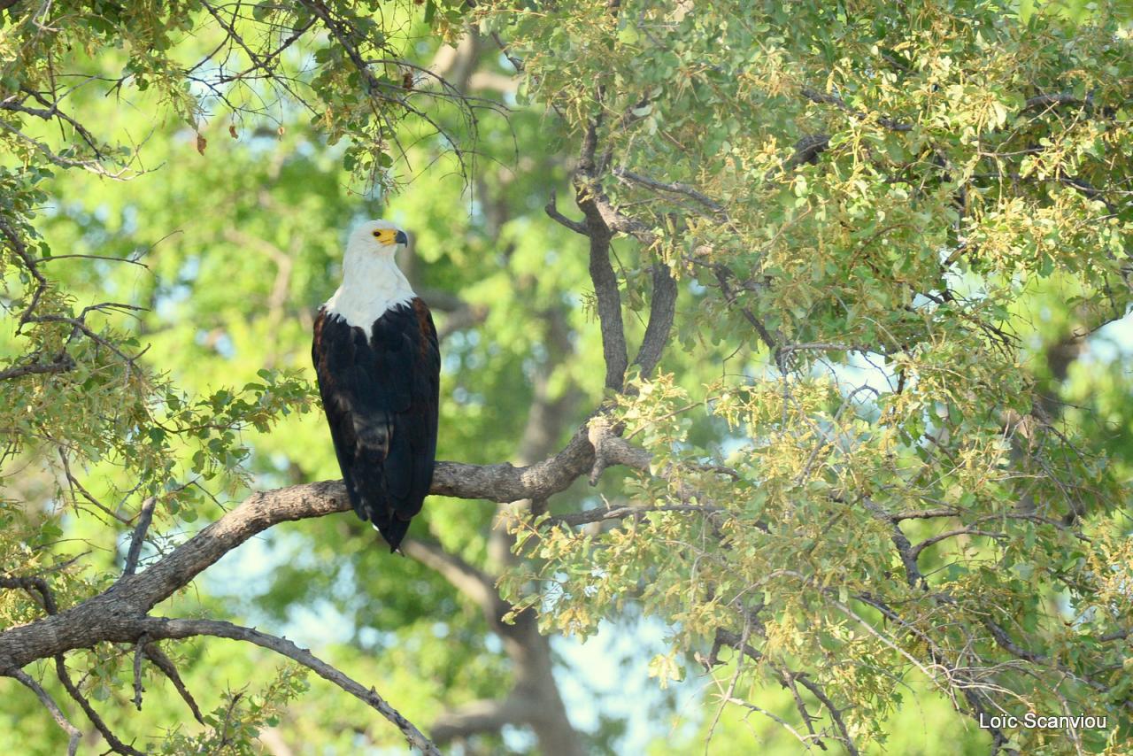 Aigle vocifère/African Fish Eagle (6)